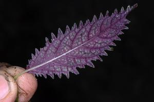 Amalophyllon miraculum leaf