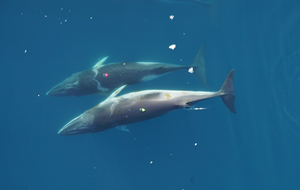 Antarctic Minke Whales