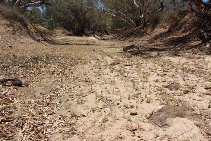 Kinipapa (Cooper Creek), near Innamincka in South Australia’s far north-east.