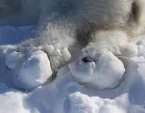 Polar bear paws