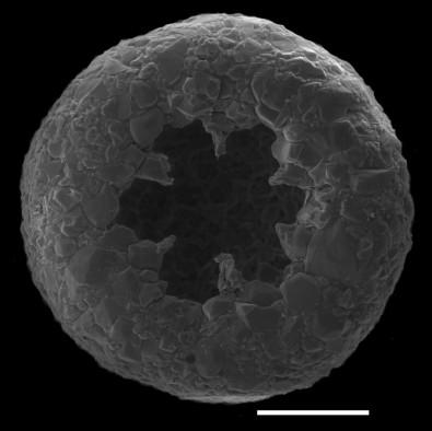 Amoebozoa's Evolution