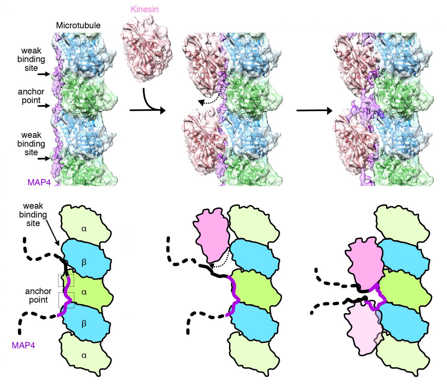 心不全などさまざまな病態を引き起こす 微小管結合タンパク質MAP4の構造を高精度に解明 (2)