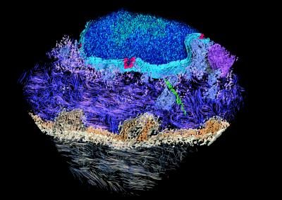 Skin Cell Electron Tomogram