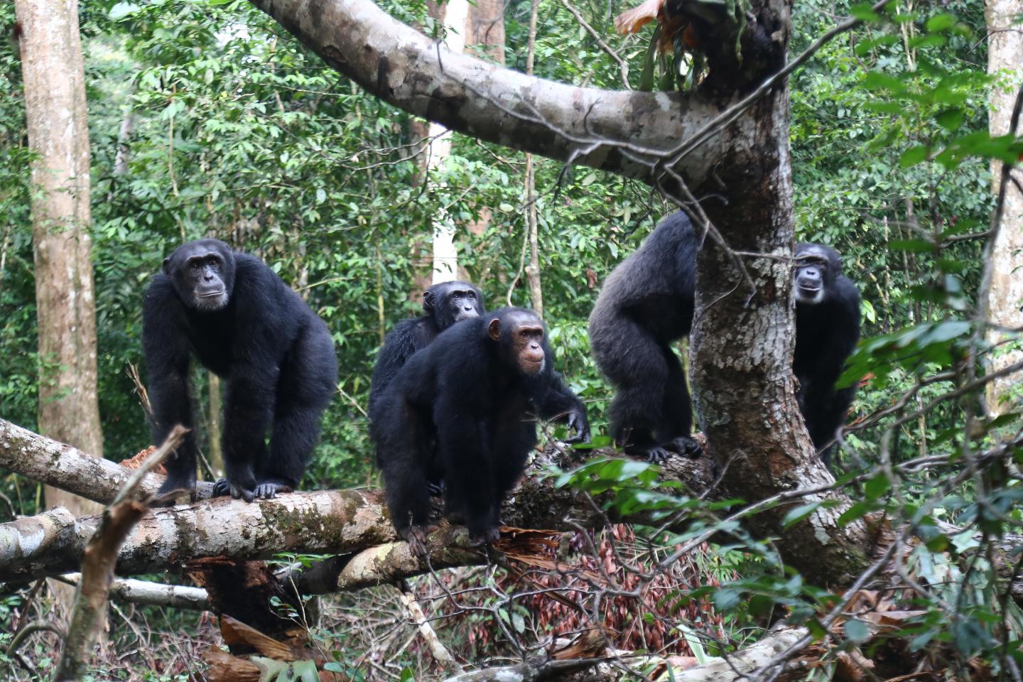 Chimpanzee Group