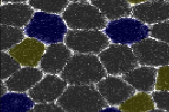 Fig.1 Hexagonal Packing of Epithelial Cells