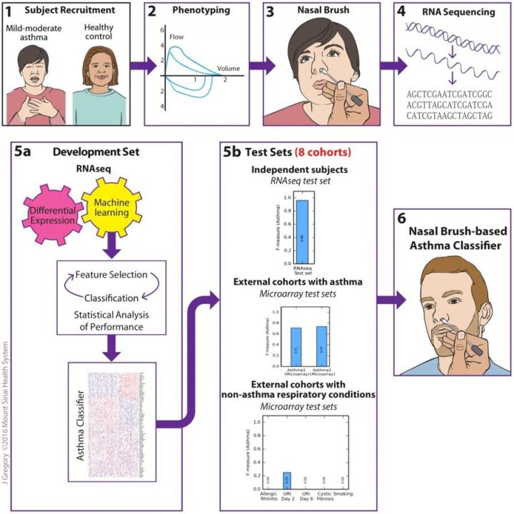 Study Flow for the Identification of a Nasal Brush-Based Classifier of Asthma By Machine Learning