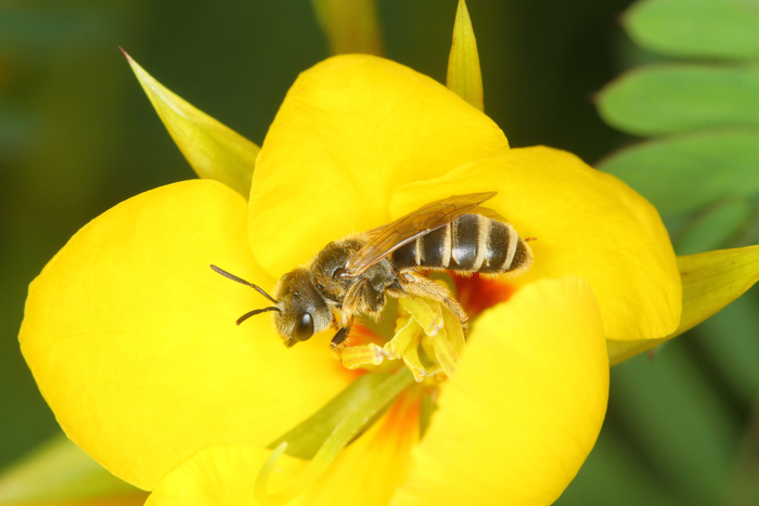 Bee