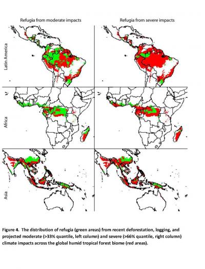 The Distribution of Changing Environments in Humid, Tropical Forests