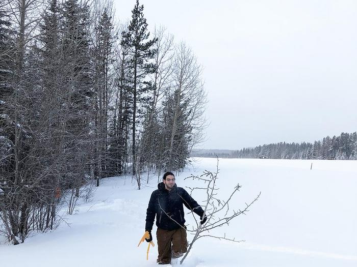 A researcher carries a large cutting of poplar