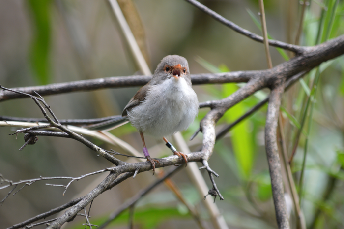 Female fairy-wren