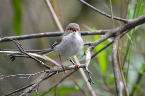 Female fairy-wren