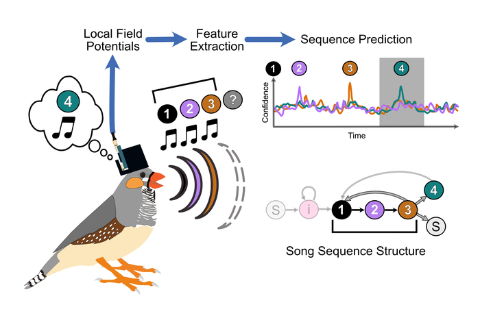 Predicting a bird's song from neural activity