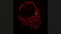 Live-Cell Imaging of Mitochondria