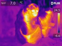 Thermal image of Monkey in Winter