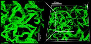 Bacteria in Polymers Form Cables that Grow into Living Gels