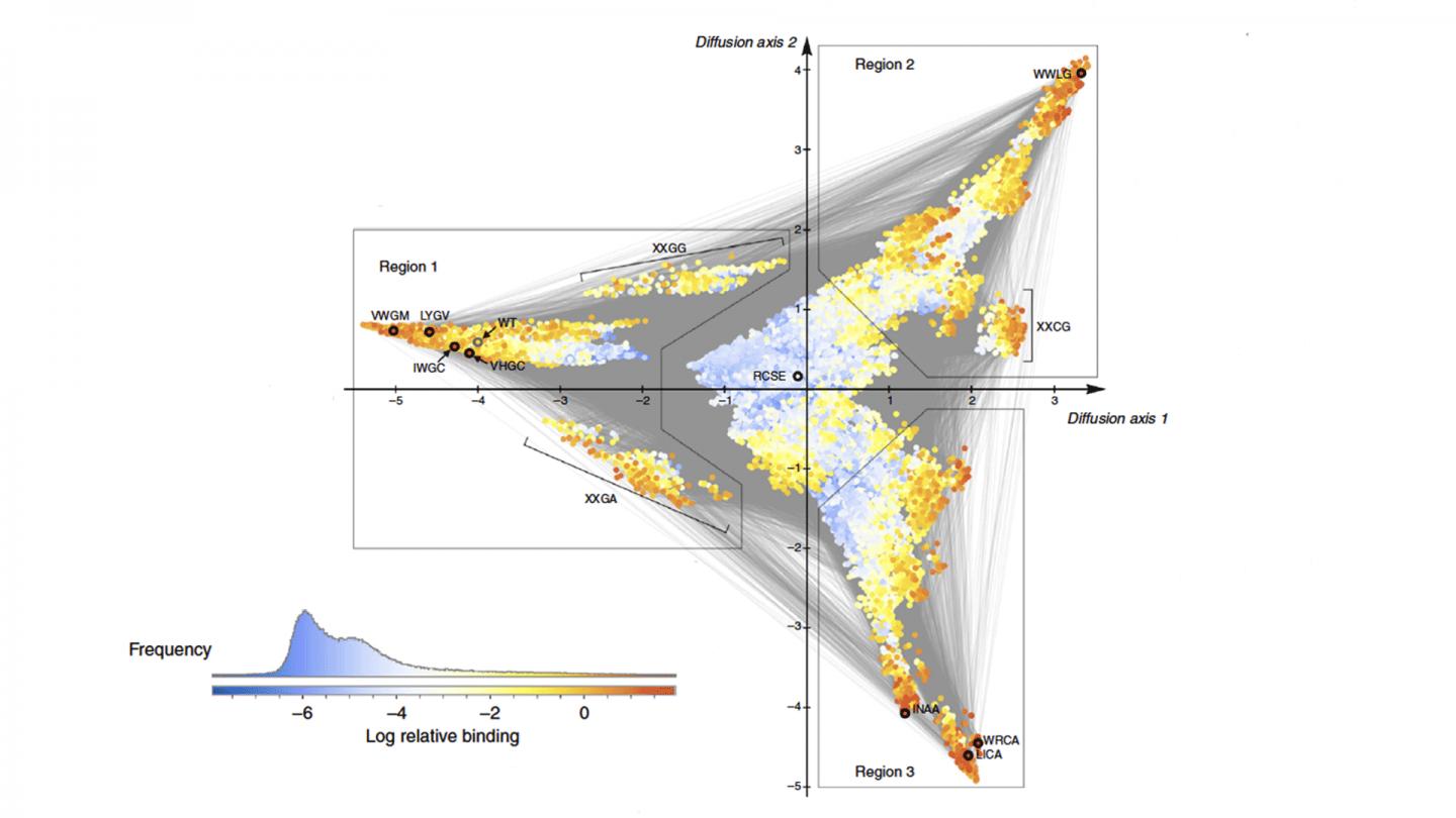 Protein Visualization