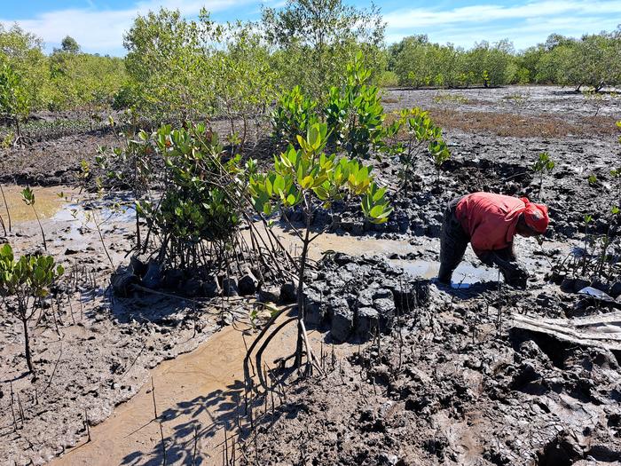 Mangrove nurseries in Maputo, Mozambique, managed by the local community with technical support from the U.S. Forest Service International Programs