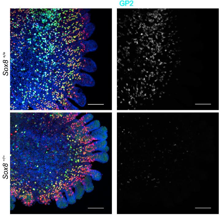 Sox8 Protein Comparison