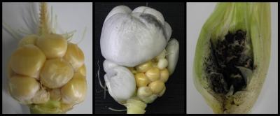 Smut Fungi in Dwarf Maize