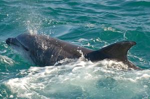 Bottlenose dolphins