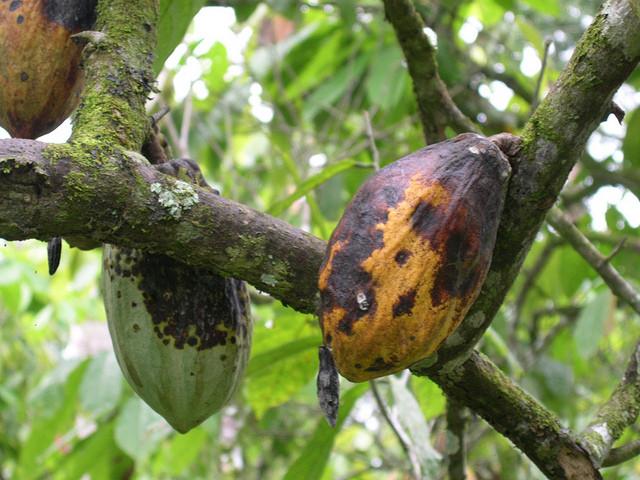 cacoa pod