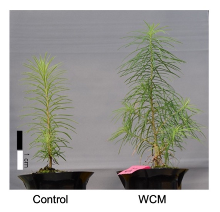 Effect of WCM sheet on groeth of japanese Larch seedlings