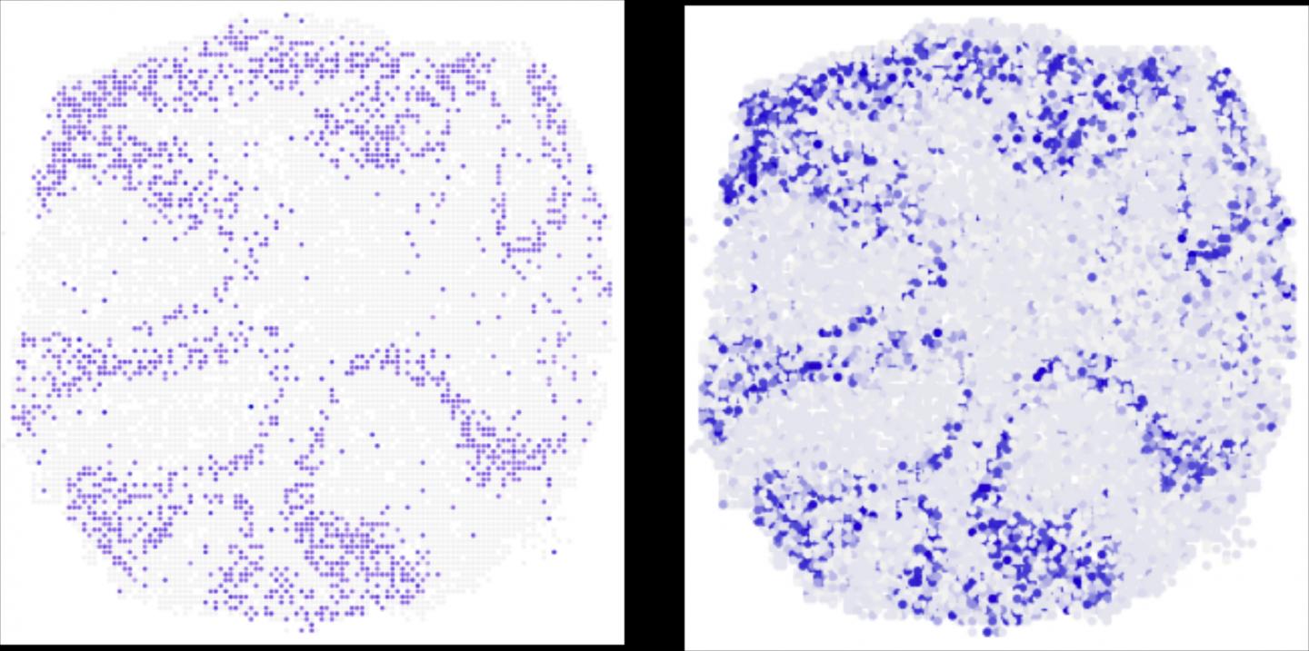 Where in the Mouse Cerebellum Is the Gene Neurod1 Being Transcribed?