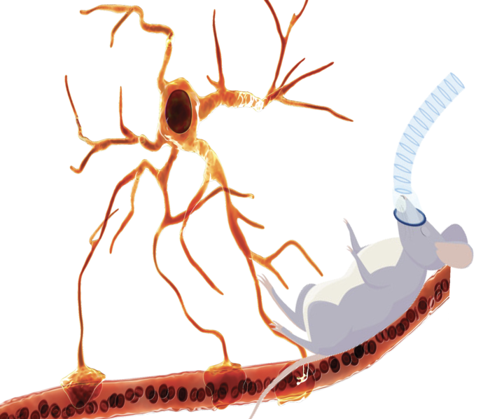 Hypoxia sensors regulate oxygen homeostasis in mouse brain