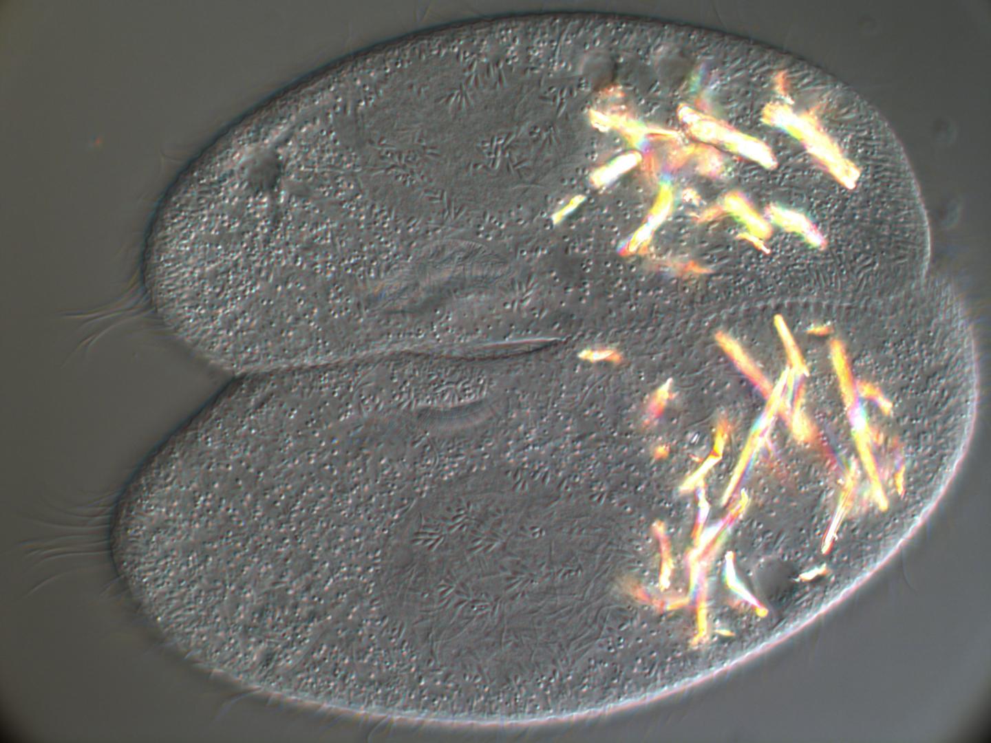 Ciliates Paramecium aurelia form a couple during sexual process