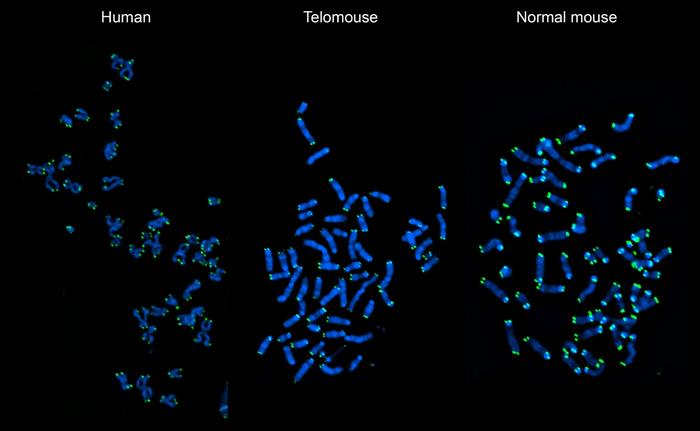 Telomouse: Bridging the Telomere Gap in Aging Research