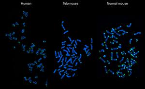 Telomouse: Bridging the Telomere Gap in Aging Research