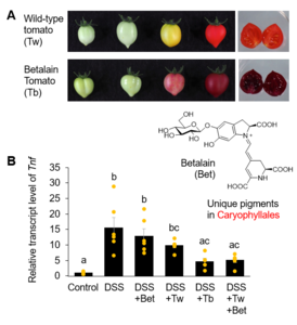 Comparison of betalain tomato with wild-type tomato with respect to color and anti-inflammatory effects