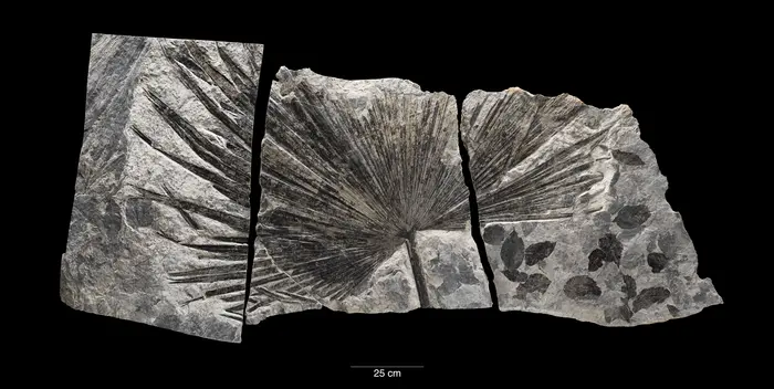 Fossil palm