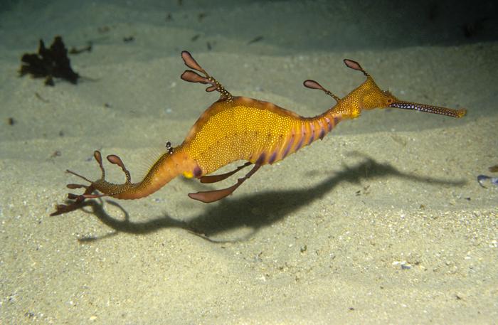 Weedy seadragon