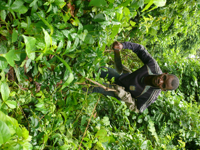 Forest restoration-4