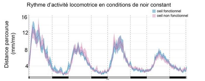 L’horloge circadienne fonctionne indépendamment de la présence d’un œil fonctionnel.