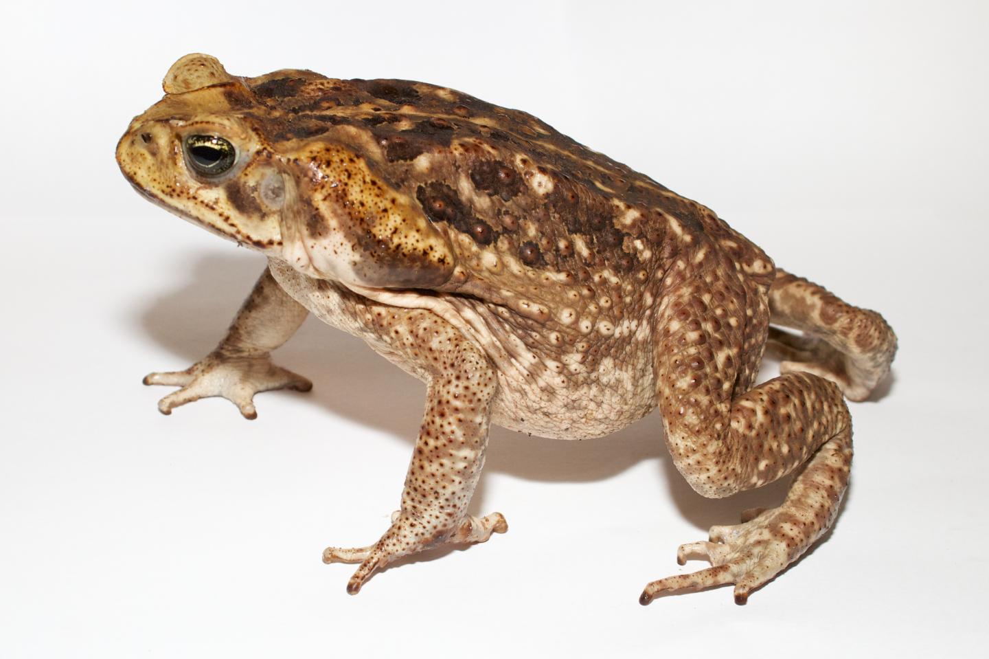 Adult Cane Toad IMAGE EurekAlert Science News Releases