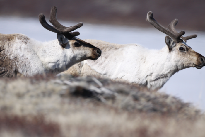 Caribou herd