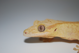 Mourning gecko