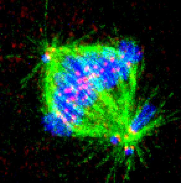 How Cells Avoid Aneuploidy