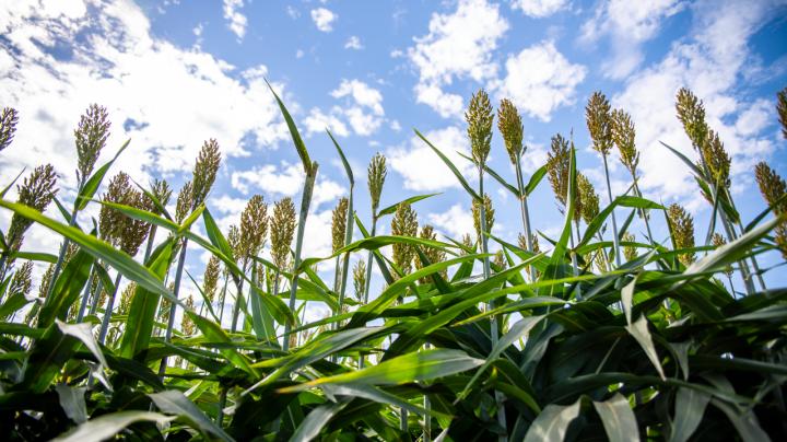 Sorghum