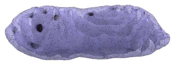 Illustration of mesoscale simulations of mitochondrial membrane with realistic shape and size