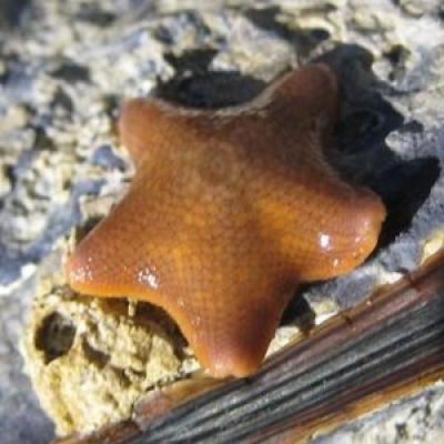 <i>Patiria miniata</i>