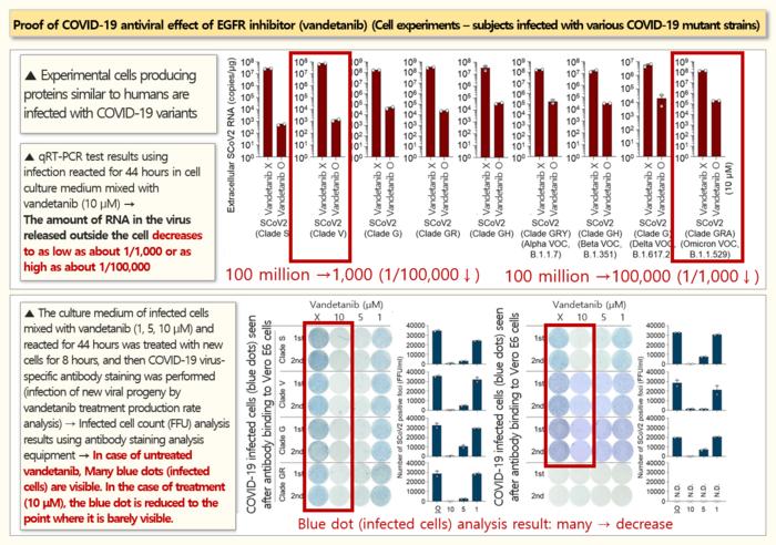 [3] Proof of COVID-19 antiviral effect of EGFR inhibitor(vandetanib) (cell experiments – subjects infected with various COVID-19 mutant strains)