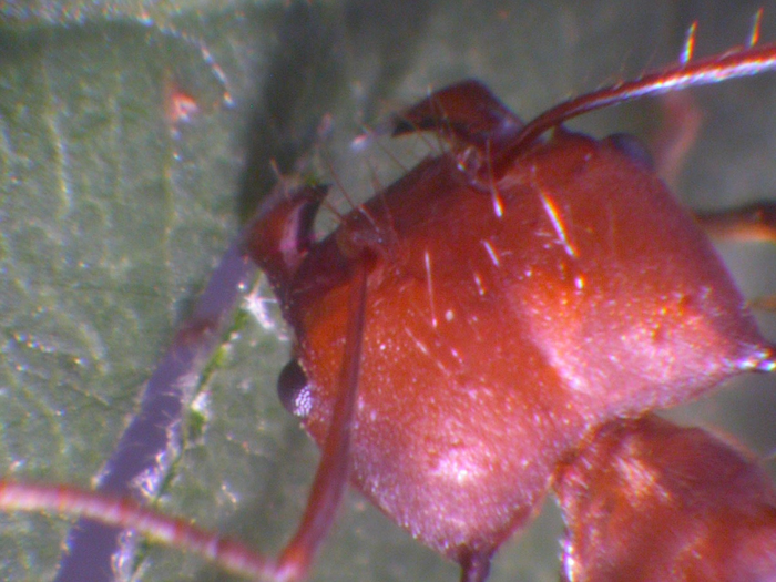 Ant mandibles pack a powerful bite, thanks to embedded atoms of zinc.