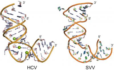 Structures of Switches in Hepatitis C Virus and Seneca Valley Virus