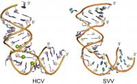 Structures of Switches in Hepatitis C Virus and Seneca Valley Virus