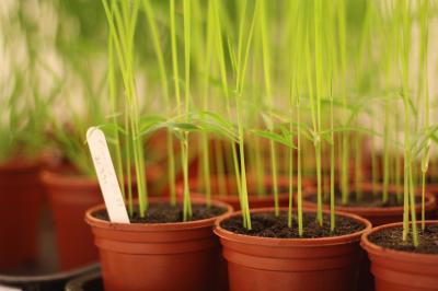 Rice Blast Research at University of Exeter