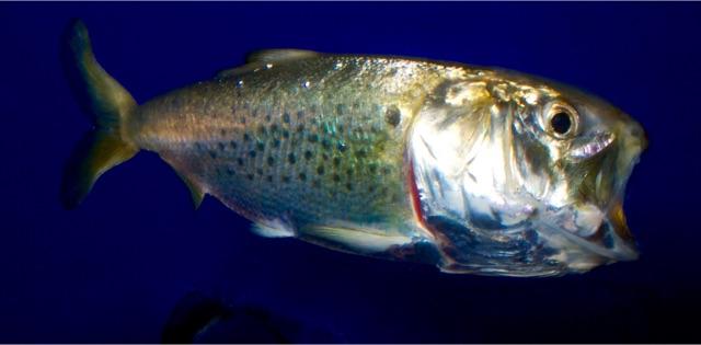 A Ubiquitous Herring -- Attracting wWales to NY?