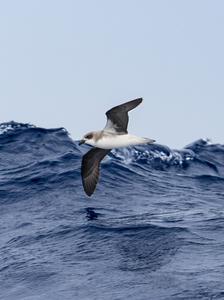 Oceanic seabirds chase tropical cyclones